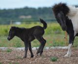 GAIA naissance LUCKY HORSE, reduit (22).JPG